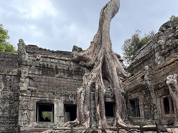 Árboles que devoran templos...